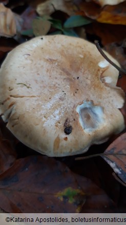 Hebeloma sinapizans
