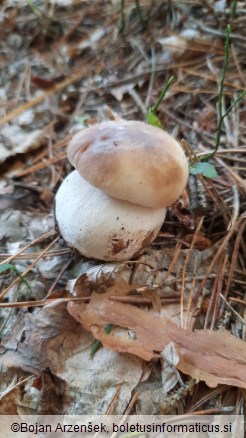 Boletus edulis