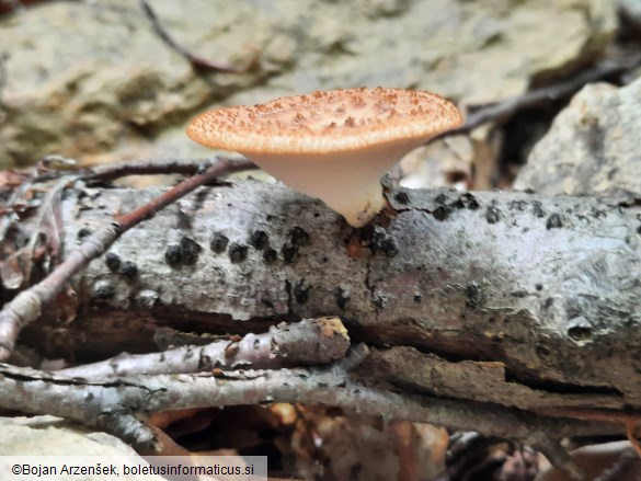 Polyporus tuberaster