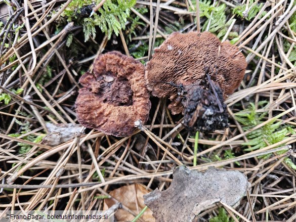 Hydnellum ferrugineum