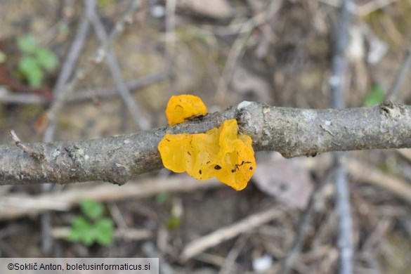 Tremella mesenterica