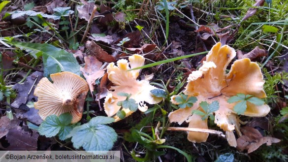 Cantharellus ferruginascens