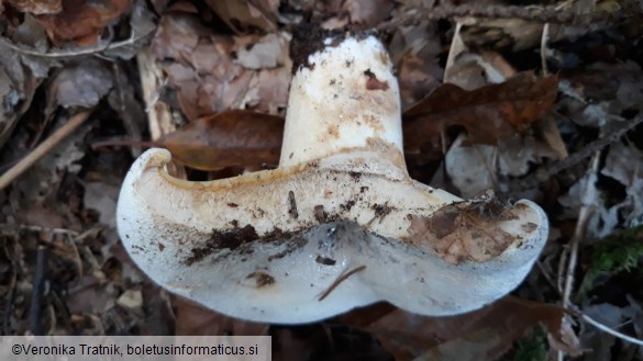 Lactarius vellereus