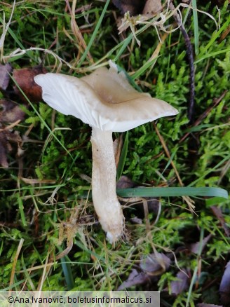 Hygrophorus pustulatus