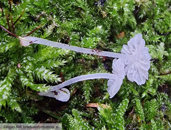 Delicatula integrella