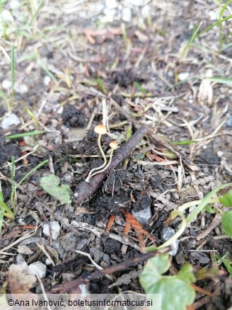 Mycena acicula