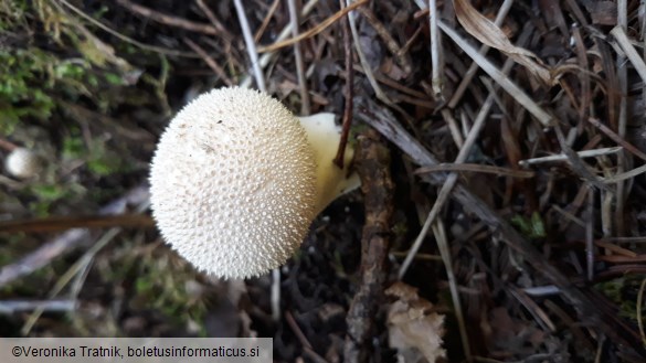 Lycoperdon perlatum