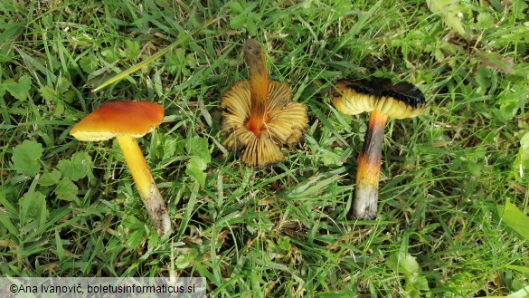 Hygrocybe conica