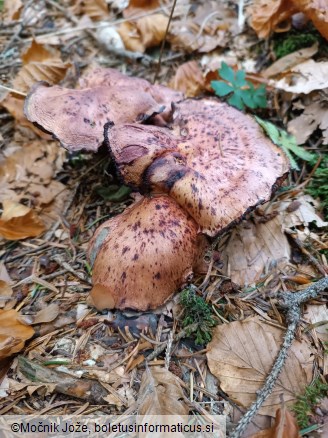 Hygrophorus capreolarius