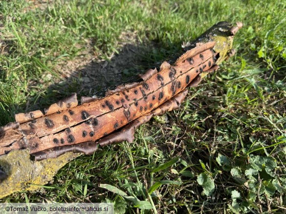 Calosphaeria pulchella