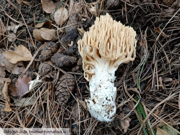 Ramaria grandipes