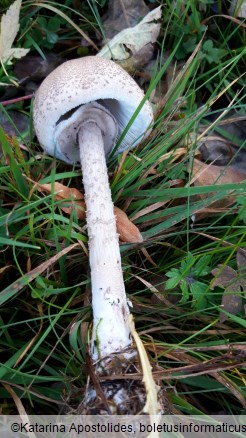 Macrolepiota rickenii