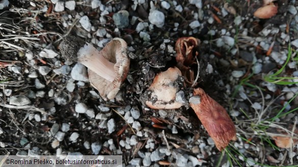 Inocybe adaequata