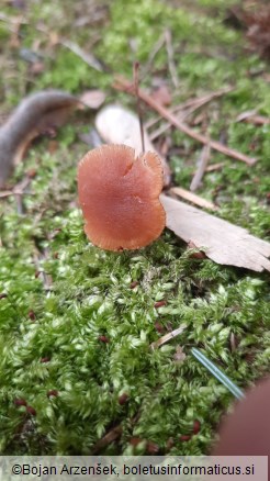 Tubaria furfuracea