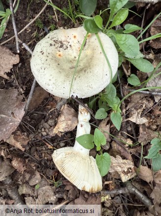 Russula medullata