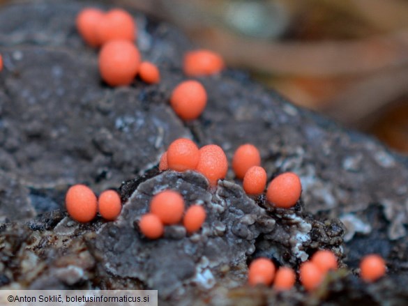 Lycogala conicum