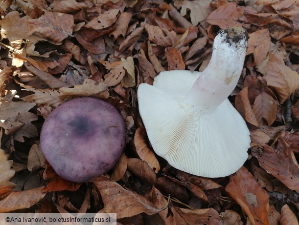 Russula cyanoxantha