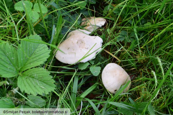 Calocybe gambosa