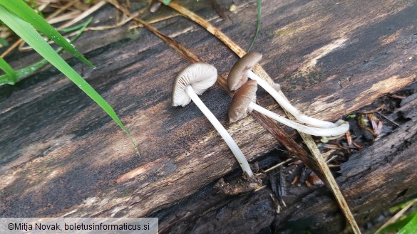 Pluteus insidiosus