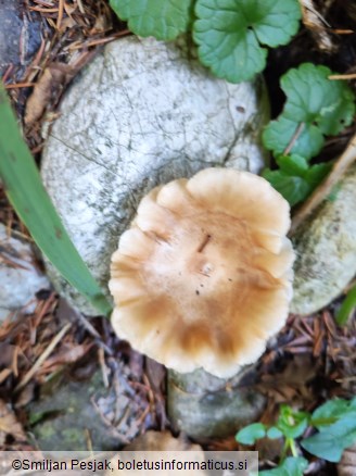 Clitocybe costata