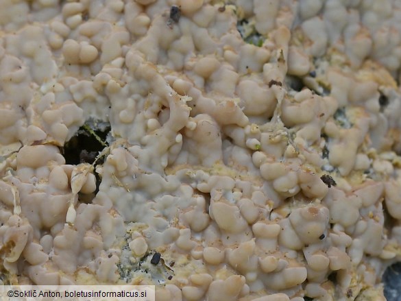 Gloiothele lactescens