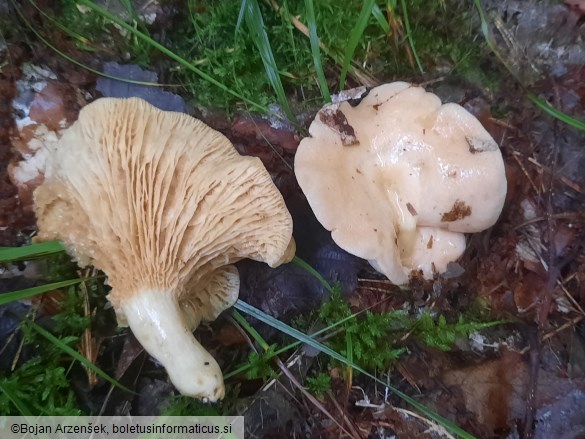 Lactarius illyricus