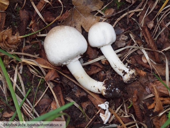 Agaricus xanthodermus