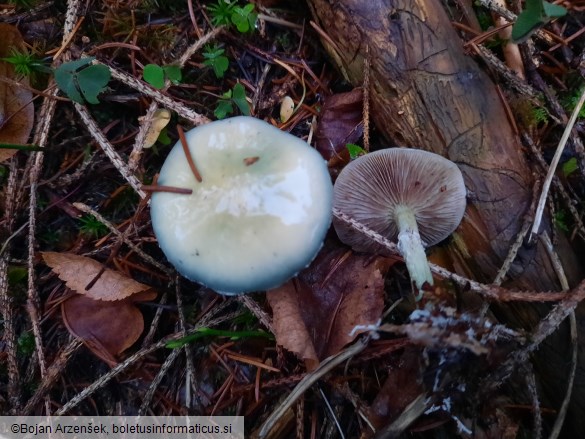 Stropharia aeruginosa