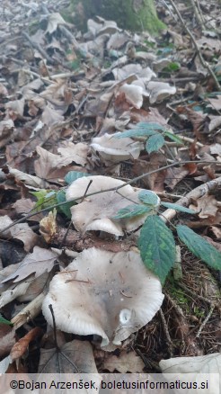 Clitocybe nebularis