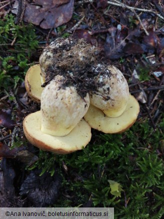 Butyriboletus appendiculatus