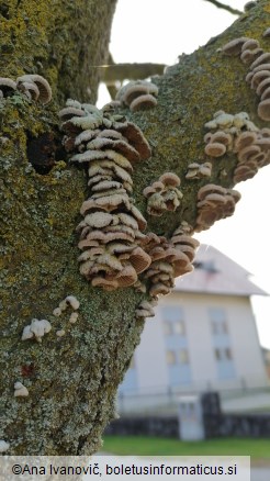 Schizophyllum commune