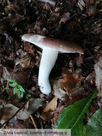 Russula vesca