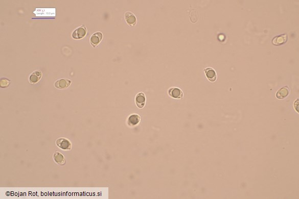 Callistosporium elaeodes