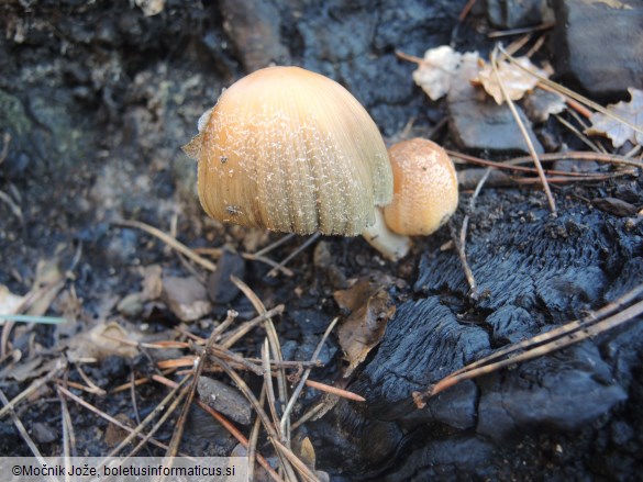 Coprinellus bipellis