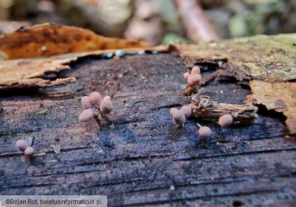 Arcyria denudata
