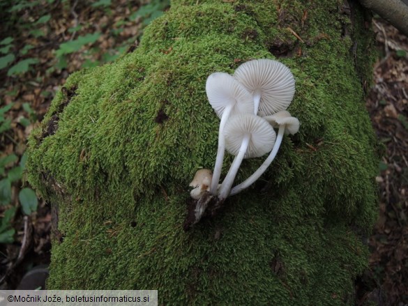 Mycena niveipes