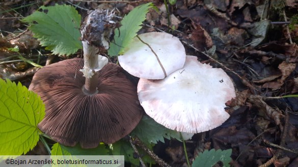 Agaricus sylvicola