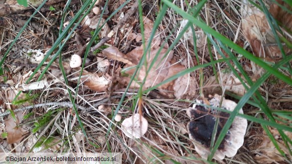 Hydnellum peckii