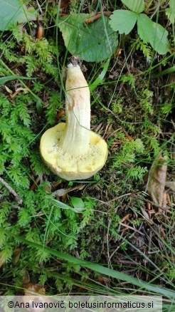 Boletus subtomentosus