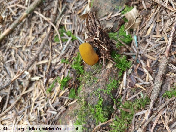 Caloscypha fulgens