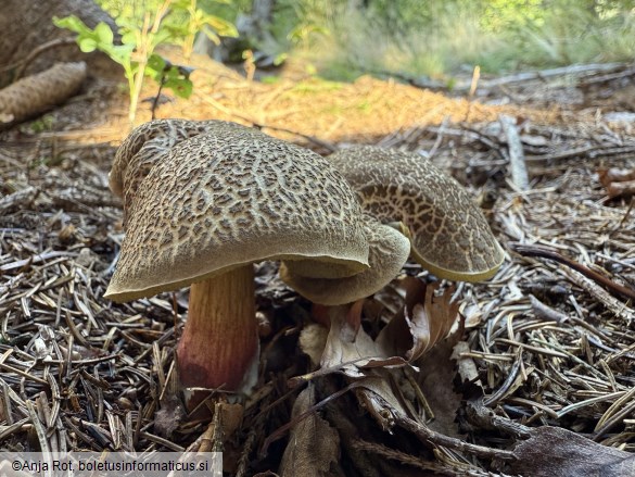 Xerocomellus chrysenteron