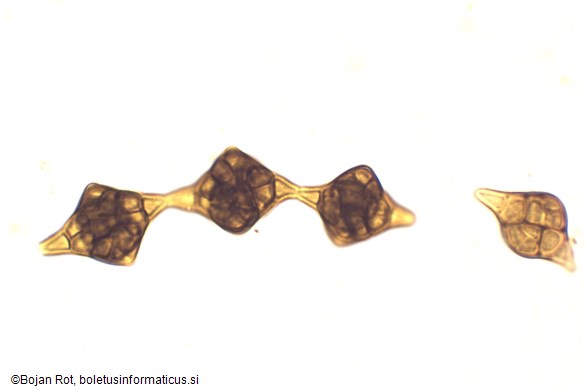 Phragmotrichum chailletii