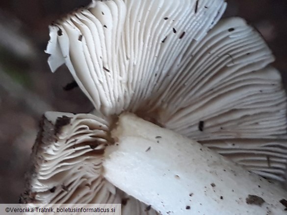 Amanita vaginata