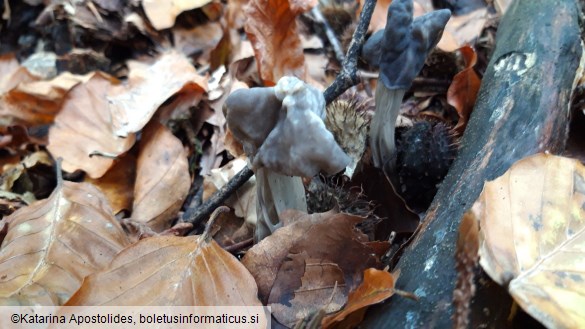 Helvella lacunosa