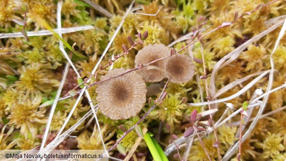 Arrhenia gerardiana