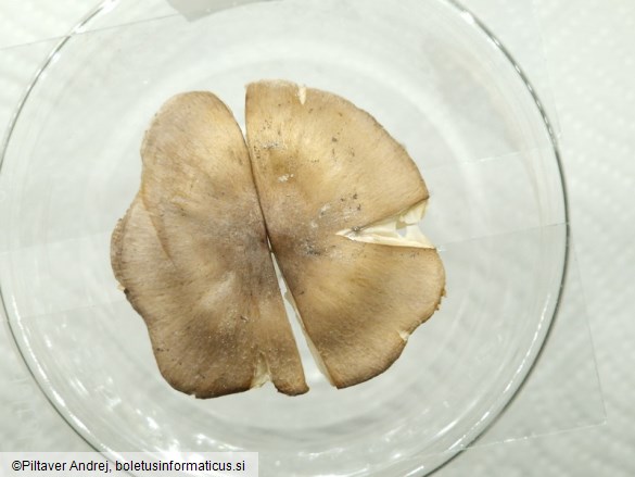 Porpoloma pes-caprae