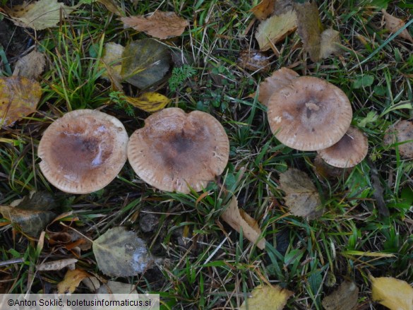 Tricholoma fulvum