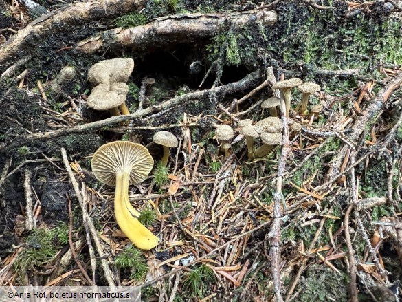 Craterellus tubaeformis