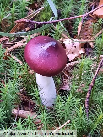 Russula caerulea