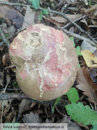 Butyriboletus pseudoregius